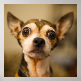 Niedliches und lustiges Chihuahua-Nah-Up-Poster Poster