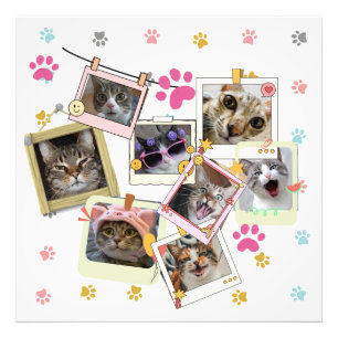 Niedliches und lustiges Katzendesign Fotodruck