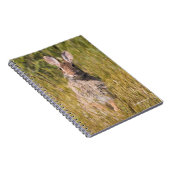 Niedliches und neugieriges Ostküstenkaninchen Notizblock (Rechte Seite)