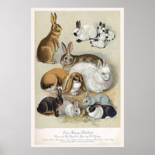 Niedliches Vintages Retro Bunny Rabbit Poster (Vorne)