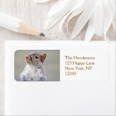 Niedliches, weiches und flauschiges, graues Eichhö (Insitu)