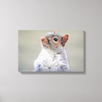 Niedliches, weiches und flauschiges, graues Eichhö
