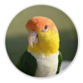 Niedliches Weiß aufgeblähter Caique-Papagei Keramikknauf (Vorderseite)