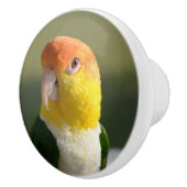 Niedliches Weiß aufgeblähter Caique-Papagei Keramikknauf (Rechts)