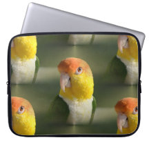 Niedliches Weiß aufgeblähter Caique-Papagei