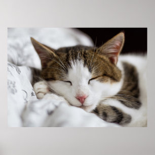 Niedliches Weißbraun-Graues Schwarzes Katzen Schla Poster
