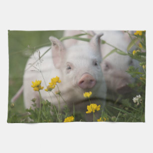 Niedliches weißes Ferkel auf dem Gebiet der gelbe Geschirrtuch