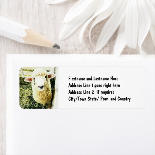 Niedliches weißes Fliegenschaf (Insitu)