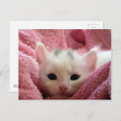 Niedliches, weißes Kätzchen, das in rosa Decke sch Postkarte (Vorne/Hinten)