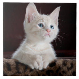 Niedliches weißes Kätzchenporträt Fliese