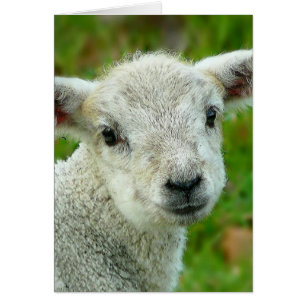 Niedliches weißes kleines Lamm