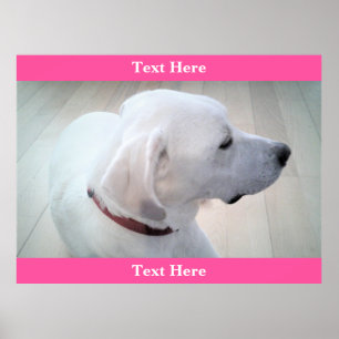 Niedliches weißes Labrador Retriever Mix Dose Prof Poster