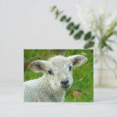 Niedliches weißes Lamm Postkarte (Stehend Vorderseite)