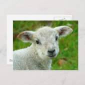 Niedliches weißes Lamm Postkarte (Vorne/Hinten)