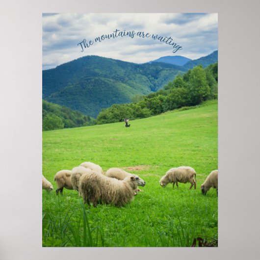 Niedliches weißes Schaf auf einer Wiese unter dem Poster (Vorne)