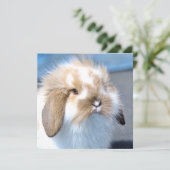 Niedliches weißes und braunes Kaninchen aus Flande (Stehend Vorderseite)