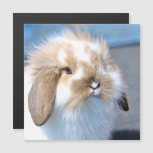 Niedliches weißes und braunes Kaninchen aus Flande Magnetkarte