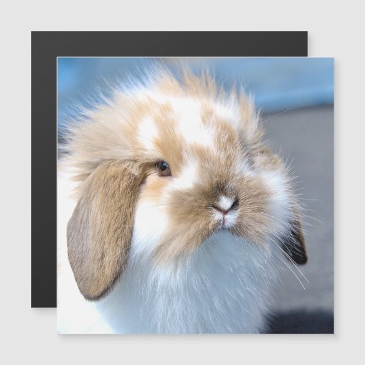 Niedliches weißes und braunes Kaninchen aus Flande Magnetkarte (Vorne/Hinten)