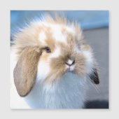 Niedliches weißes und braunes Kaninchen aus Flande Magnetkarte (Vorderseite)