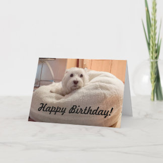 Niedliches Westie in der Hündchen-Bett-alles- Gute Karte