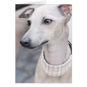 Niedliches Whippet
