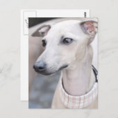 Niedliches Whippet Postkarte (Vorne/Hinten)