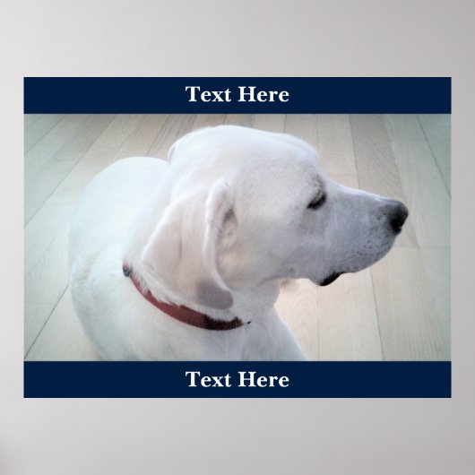 Niedliches White Labrador Retriever Mix Dog Profil Poster (Vorne)