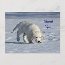 Niedliches White Puppy Snow Foto Vielen Dank