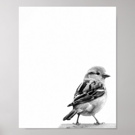 Niedliches Wild-Bird-Foto Poster (Vorne)