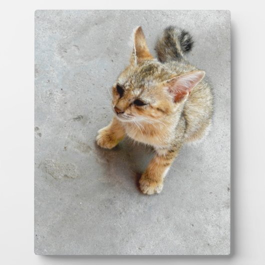 Niedliches Wildkatzen Fotoplatte (Vorderseite)