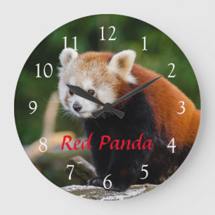 Niedliches WildRed Panda Nature Foto Roter Text Große Wanduhr