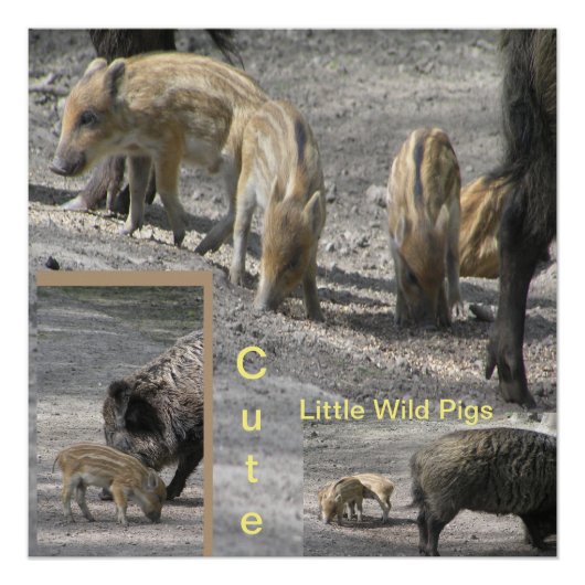 Niedliches Wildschwein-Quadrat-Poster Poster (Vorderseite)