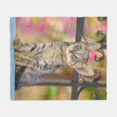 Niedliches Young Tabby Kitten mit blauen Augen in  Fleecedecke (Vorderseite (Horizontal))