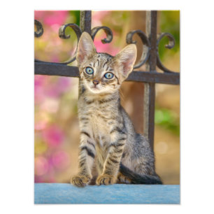 Niedliches Young Tabby Kitten mit blauen Augen in  Fotodruck