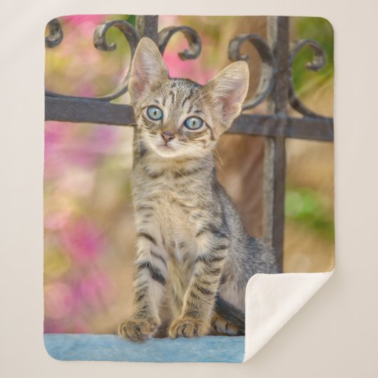 Niedliches Young Tabby Kitten mit blauen Augen in Sherpadecke (Vorderseite)
