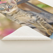 Niedliches Young Tabby Kitten mit blauen Augen in Sherpadecke (3/4)