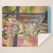 Niedliches Young Tabby Kitten mit blauen Augen in Sherpadecke (Vorderseite (Horizontal))