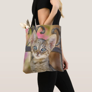 Niedliches Young Tabby Kitten mit blauen Augen in  Tasche