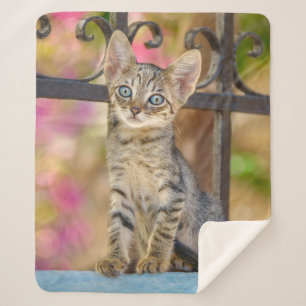 Niedliches Young Tabby Kitten mit Blue Eyes im Gar Sherpadecke