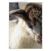 Niedliches Ziegenkid (Vorne)