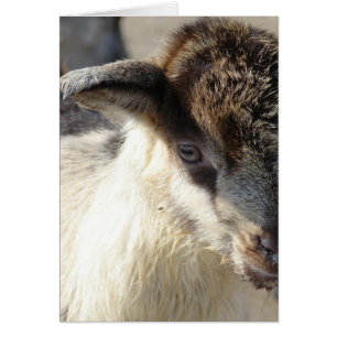 Niedliches Ziegenkid