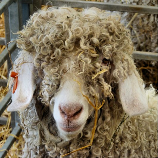 NIEDLICHES ZIEL FLASCHENÖFFNER