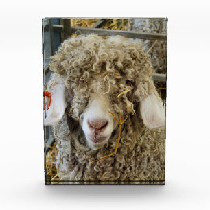 NIEDLICHES ZIEL FOTOBLOCK