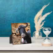 NIEDLICHES ZIEL FOTOPLATTE (InSitu)