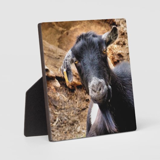 NIEDLICHES ZIEL FOTOPLATTE (Vorderseite)