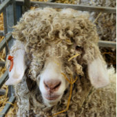 NIEDLICHES ZIEL POSTKARTE