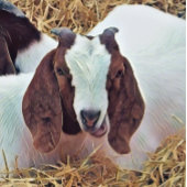 NIEDLICHES ZIEL SPIELKARTEN