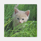 Niedlichkeit Magnet (Vorne)