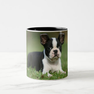 Niedlichste Boston-Terrier-Foto-Tasse Zweifarbige Tasse