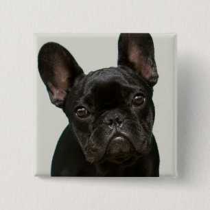 Niedlichster französische Bulldoggen-Welpe Button